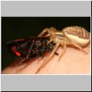 Xysticus ulmi - Krabbenspinne 05b.jpg